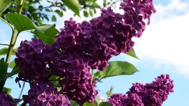 Une Branche Lilas Fleurs Gros Plan Oscille Dans Vent Ciel — Video