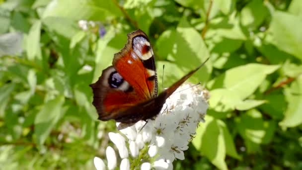 Nahaufnahme. der Schmetterling des Pfauenauges sitzt auf weißen Blüten und grünen Blättern und sammelt Nektar
