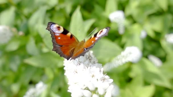 Detailní záběr záběr krásná, majestátní Butterfly.