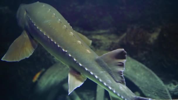 Close-up of a large sturgeon fish swimming under water close to the bottom — Stock Footage Close-up of a large sturgeon fish swimming under water close to the bottom Stock Video
