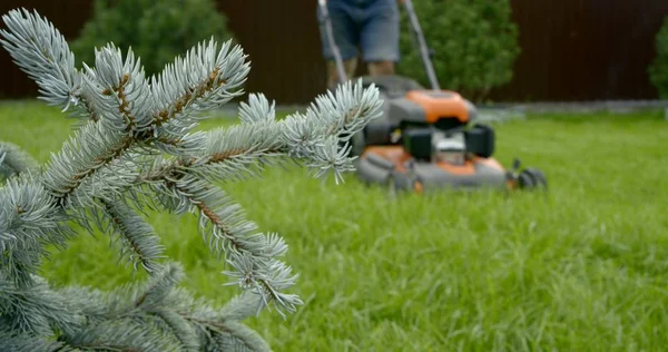 gardener pushes lawn mower on grass behind fir branches