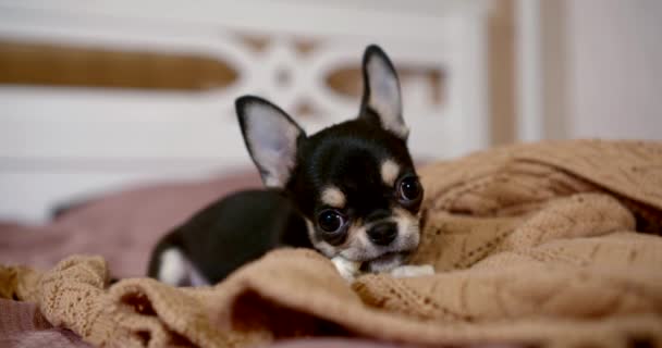 Egy miniatűr Chihuahua kutya közeli portréja van az ágyon egy puha takarón, vakarja a fogait, harapdál egy játékot..