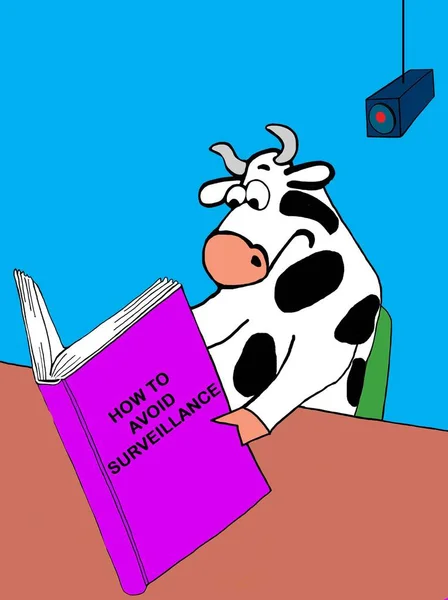 Vaca Está Ser Vigiada — Fotografia de Stock