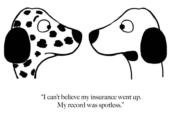 Dalmation Sorpreso Che Sua Assicurazione Salito Con Record Guida Immacolato — Foto Stock