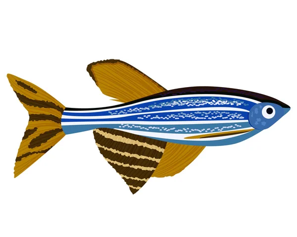 Ikan Zebrafish kartun Danio rerio ikan akuarium - Stok Vektor