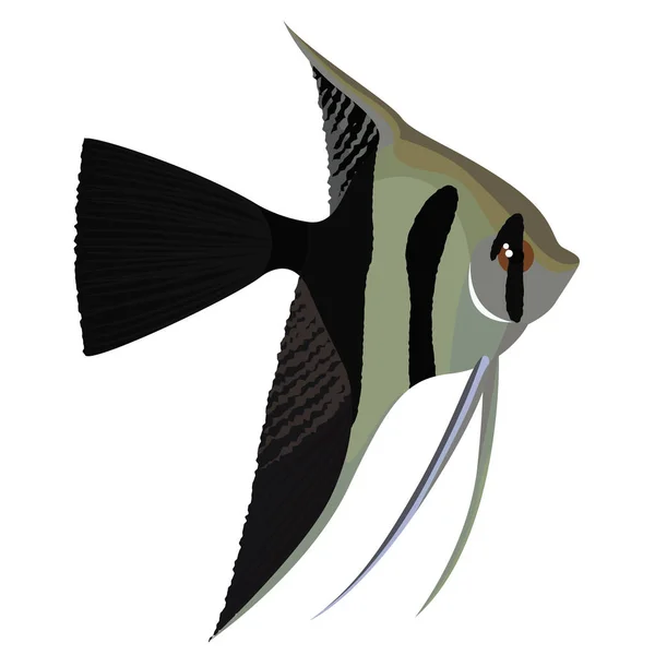 Halfback selubung ikan angelfish cartoon aquarium fish - Stok Vektor
