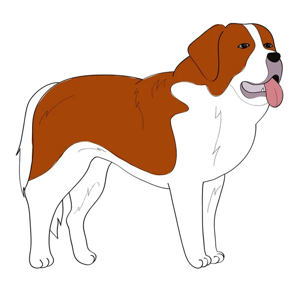 St Bernard dog hand drawing — Stock Vector