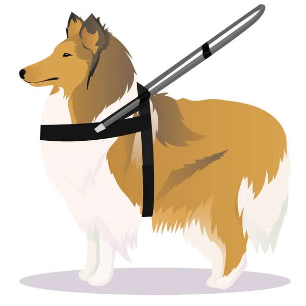 Collie guide dog — Stock Vector