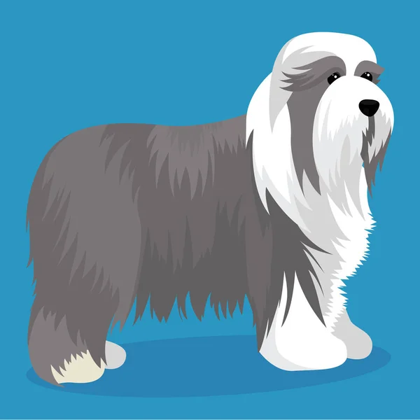 Bearded Collie hond — Stockvector