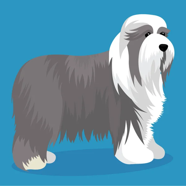 Barbudo Collie perro — Vector de stock