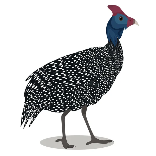 Helmeted guineafowl 새 — 스톡 벡터