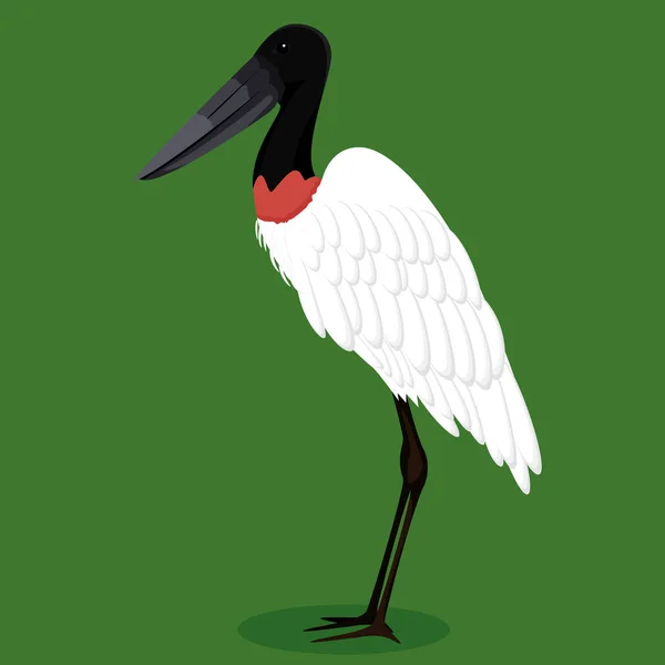 Jabiru gólya rajzfilm madár — Stock Vector
