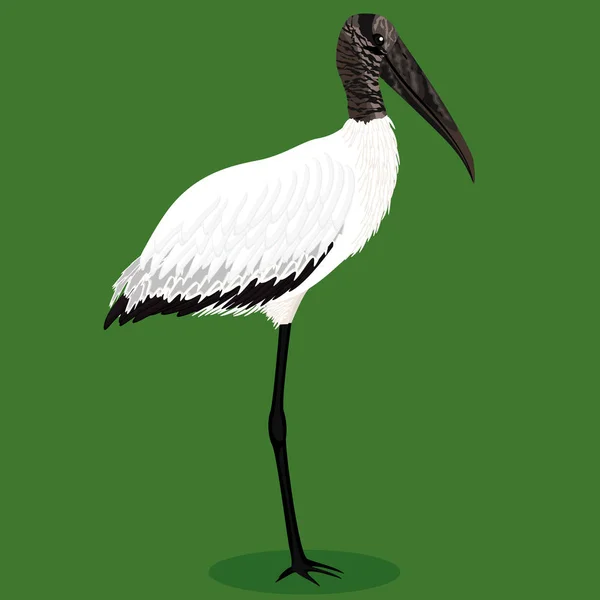 Wood Stork Cartoon Bird Vector Illustration — Stock Vector