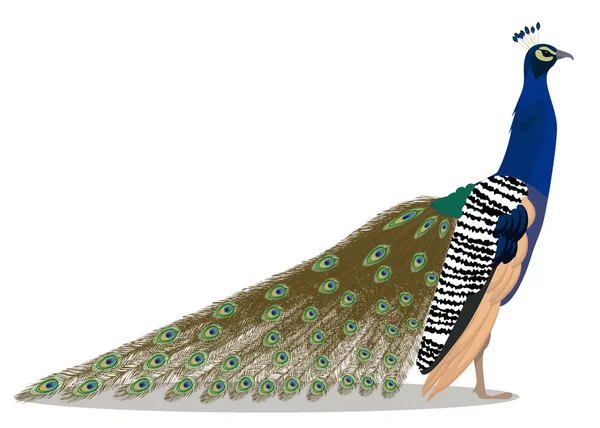 Indian peafowl bird — Stock Vector