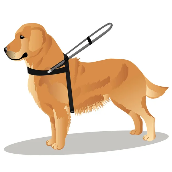 Guide dog retriever — Stock Vector