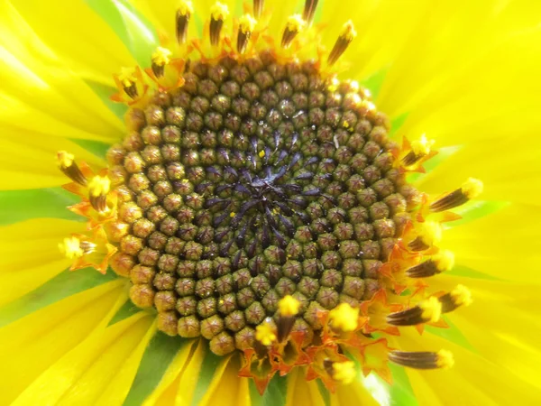 Sunny Sunflower Blossom Nature — Stock Photo, Image