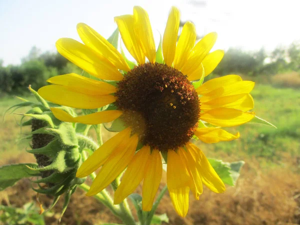 Girassol Ensolarado Flor Natureza — Fotografia de Stock