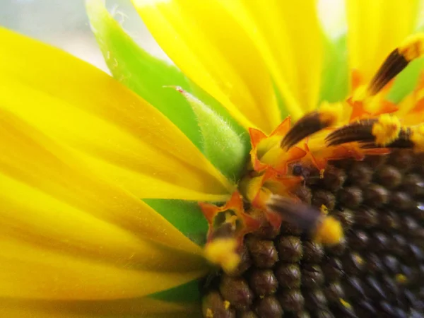 Sunny Sunflower Blossom Nature — Stock Photo, Image