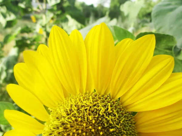 Tournesol Ensoleillé Fleur Nature — Photo