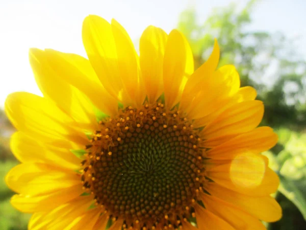 日当たりの良いひまわり花自然 — ストック写真