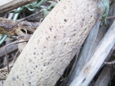 kuru otlar, bitkiler malzemeler ve ahşap Kuru 