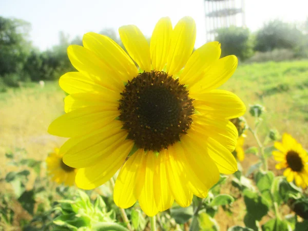 日当たりの良いひまわり花自然 — ストック写真