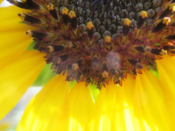 Tournesol Ensoleillé Fleur Nature — Photo