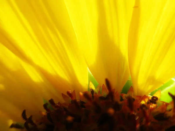 Soliga Solros Blomma Natur — Stockfoto