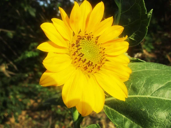 Sole Girasole Fioritura Natura — Foto Stock