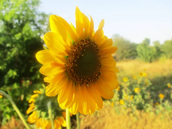 Tournesol Ensoleillé Fleur Nature — Photo