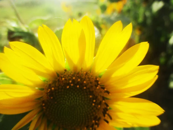 Sonnige Sonnenblumenblüte Natur — Stockfoto