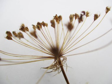 kuru otlar, bitkiler malzemeler ve ahşap Kuru 