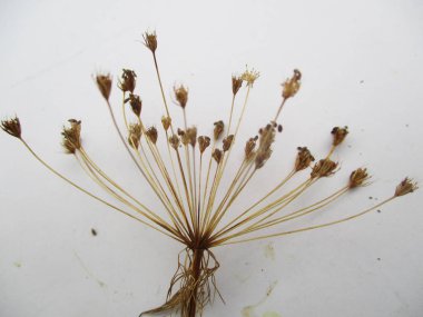 kuru otlar, bitkiler malzemeler ve ahşap Kuru 