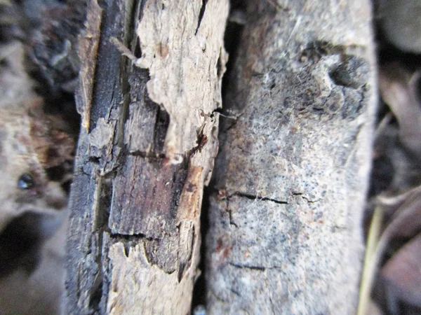 Suche Zioła Suche Rośliny Składników Drewna — Zdjęcie stockowe