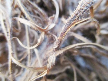 kuru otlar, bitkiler malzemeler ve ahşap Kuru 