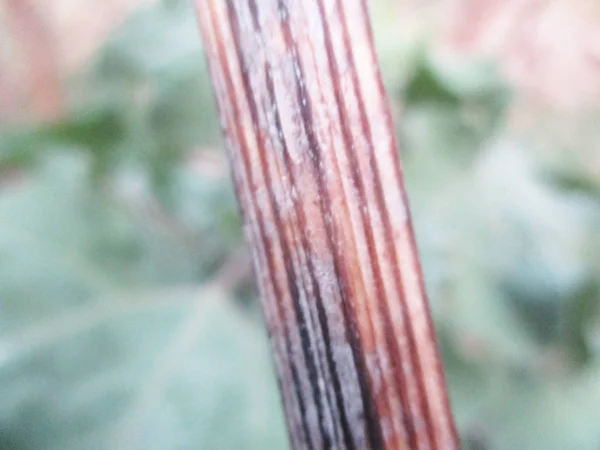 Ervas Secas Ingredientes Plantas Secas Madeira — Fotografia de Stock
