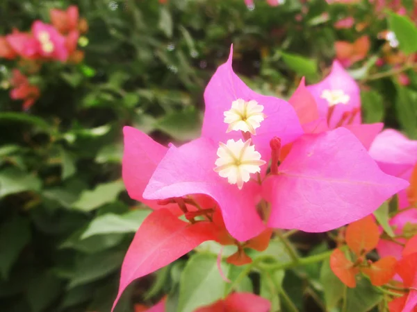 五颜六色的花朵 美丽的自然 — 图库照片