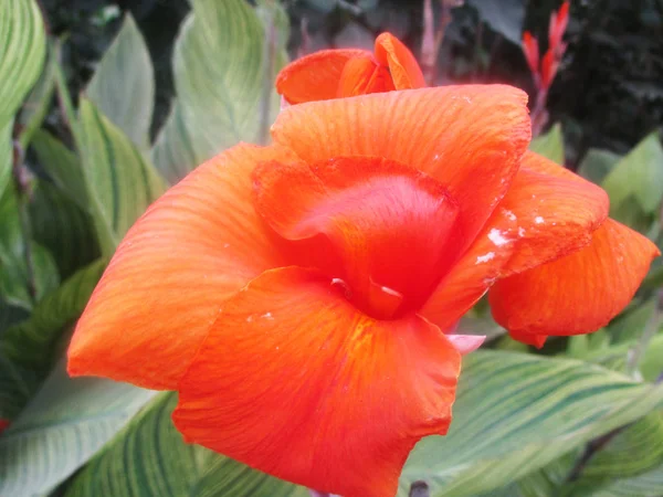 Flores Coloridas Natureza Bonita — Fotografia de Stock