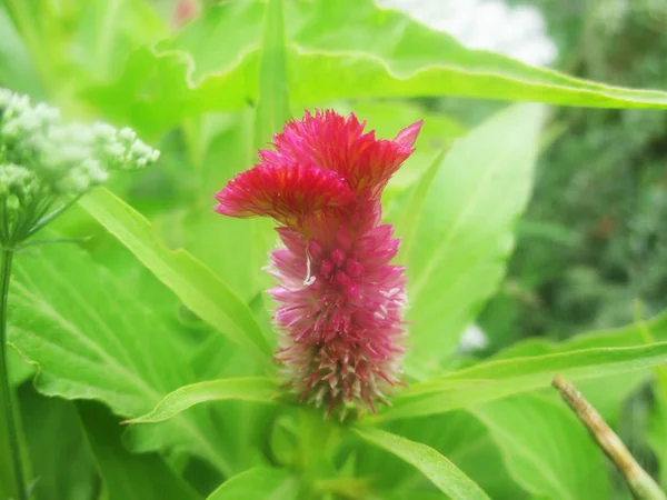 Kleurrijke Bloemen Mooie Natuur — Stockfoto