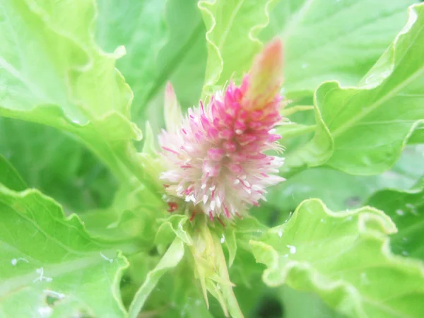 Bunte Blumen Schöne Natur — Stockfoto