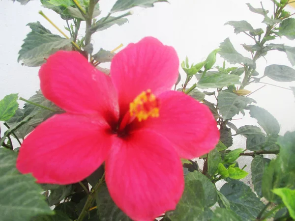 Bunte Blumen Schöne Natur — Stockfoto