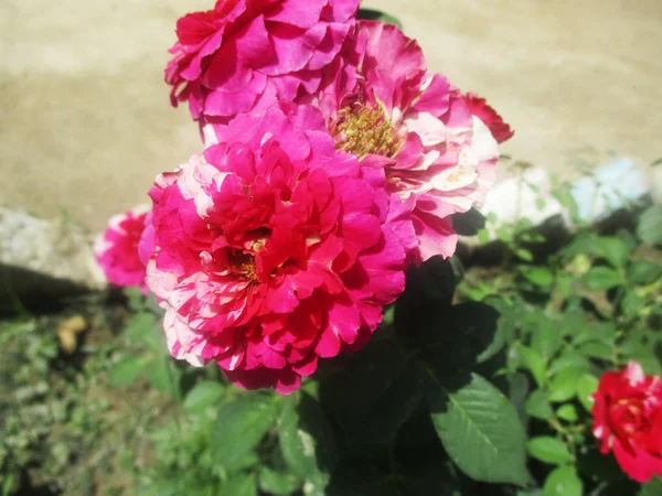 Kleurrijke Bloemen Mooie Natuur — Stockfoto