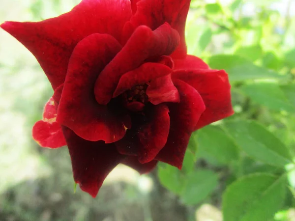 Penuh Warna Bunga Indah Alam — Stok Foto