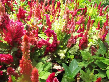 renkli çiçekler, güzel doğa