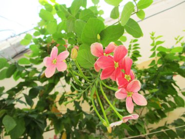 renkli çiçekler, güzel doğa