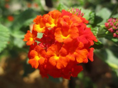 renkli çiçekler, güzel doğa