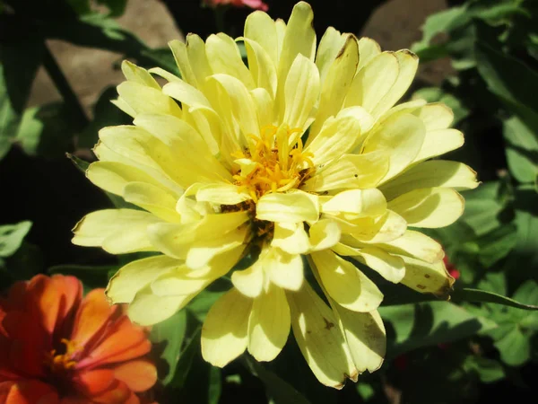 Kleurrijke Bloemen Mooie Natuur — Stockfoto