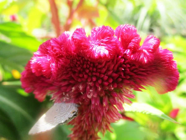 Färgglada Blommor Vackra Natur — Stockfoto