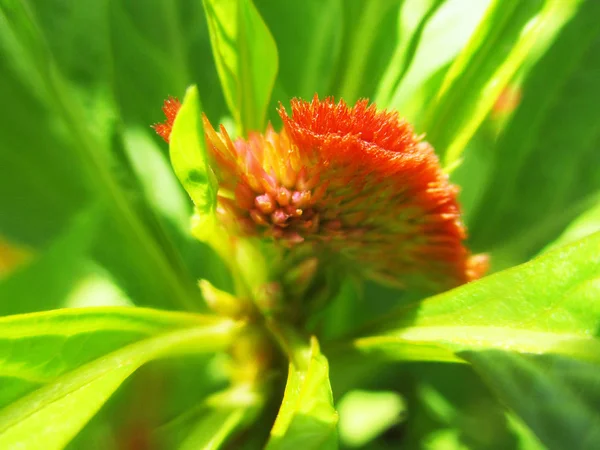 Färgglada Blommor Vackra Natur — Stockfoto