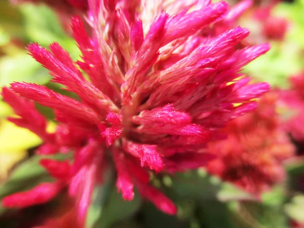 Kleurrijke Bloemen Mooie Natuur — Stockfoto